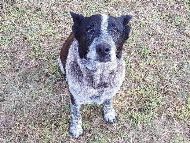 17-year-old deaf and blind dog leads rescuers to missing girl in Queensland