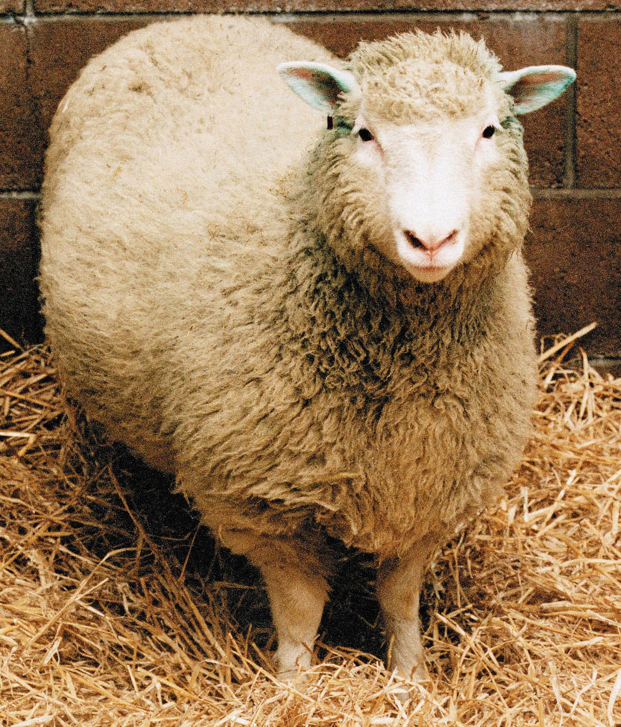 https://www.gettyimages.co.uk/detail/news-photo/dolly-the-sheep-the-worlds-first-cloned-mammal-circa-2000-news-photo/1797416