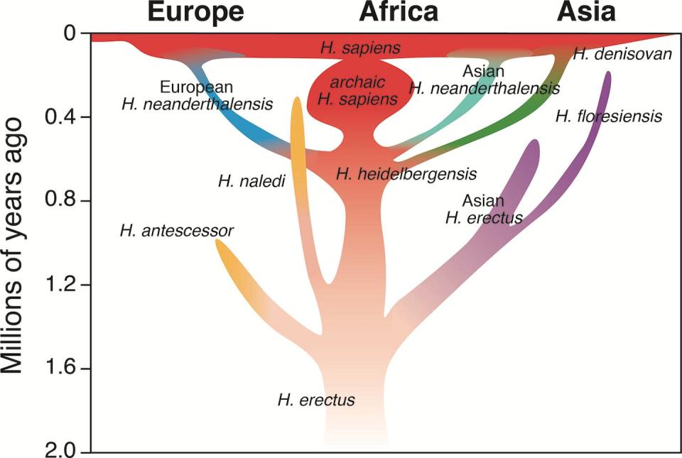 Nuestro ancestro común vivió hace menos de un millón de años. Kjærgaard, Nielsen & Maslin, Author provided