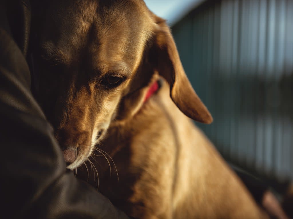 Representational: A dog was reportedly left to die inside a cabbage crate at an Indonesian resort  (Getty Images/iStockphoto)