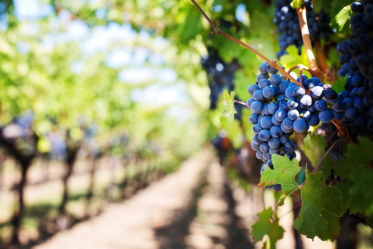 Grapes in vineyard stock image <i>(Image: pixabay)</i>
