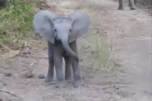 Fearless elephant calf adorably charges safari truck