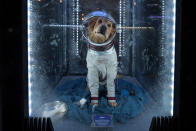 <p>The sentient Soviet canine cosmonaut was a key member of the Guardians of the Galaxy in the comics and has made cameos in both films. He’s among the most treasured exhibits in the Collector’s museum. (Photo: Disneyland Resort) </p>