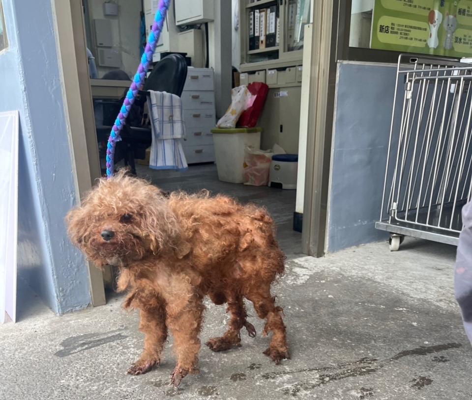 民眾在三峽發現一隻貴賓犬疑似遭棄養在外流浪。（新北動保處提供）