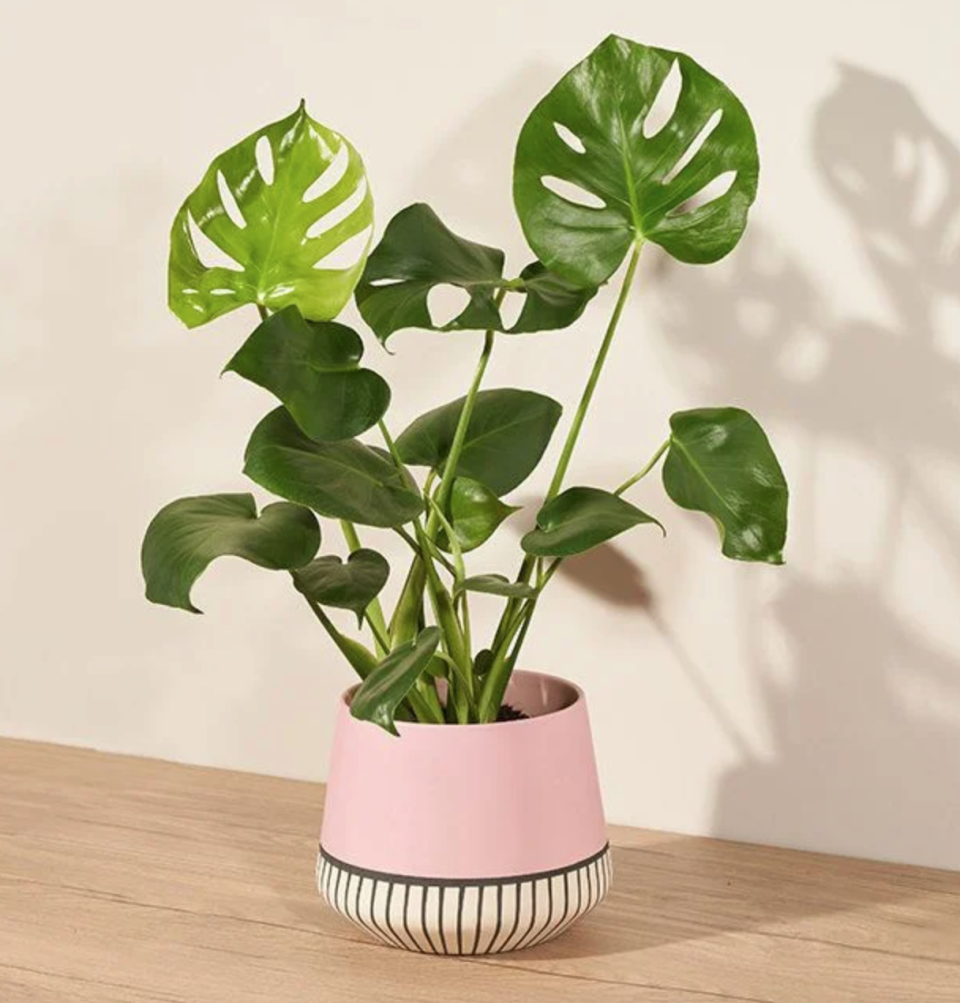 1) Monstera Magic