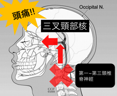 三叉頸部核