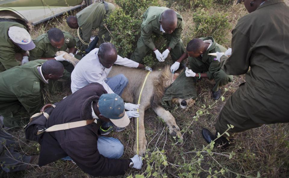 In this photo taken Saturday, Jan. 25, 2014, a team led by the Kenya Wildlife Service (KWS) fit a GPS-tracking collar to a tranquilized male lion, in Nairobi National Park in Kenya. Kenyan wildlife authorities are fitting livestock-raiding lions with a GPS collar that alerts rangers by text message when the predators venture out of Nairobi National Park, enabling the rangers to quickly move to the areas where the lions have encroached and return the animals to the park. (AP Photo/Ben Curtis)