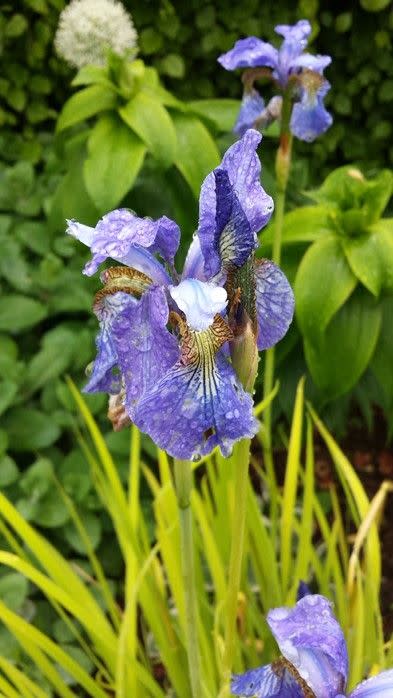 <p>A beautiful plant for tubs and mixed containers with purple flower petals and white and yellow markings. It makes an excellent <a href="https://www.housebeautiful.com/uk/garden/plants/a38747314/cut-flower-garden/" rel="nofollow noopener" target="_blank" data-ylk="slk:cut flower;elm:context_link;itc:0;sec:content-canvas" class="link ">cut flower</a>. Siberian irises are known for attracting bees as it has nectar/pollen rich flowers.</p><p>• <a href="https://www.burncoose.co.uk/site/index.cfm" rel="nofollow noopener" target="_blank" data-ylk="slk:Burncoose Nurseries;elm:context_link;itc:0;sec:content-canvas" class="link ">Burncoose Nurseries</a></p>