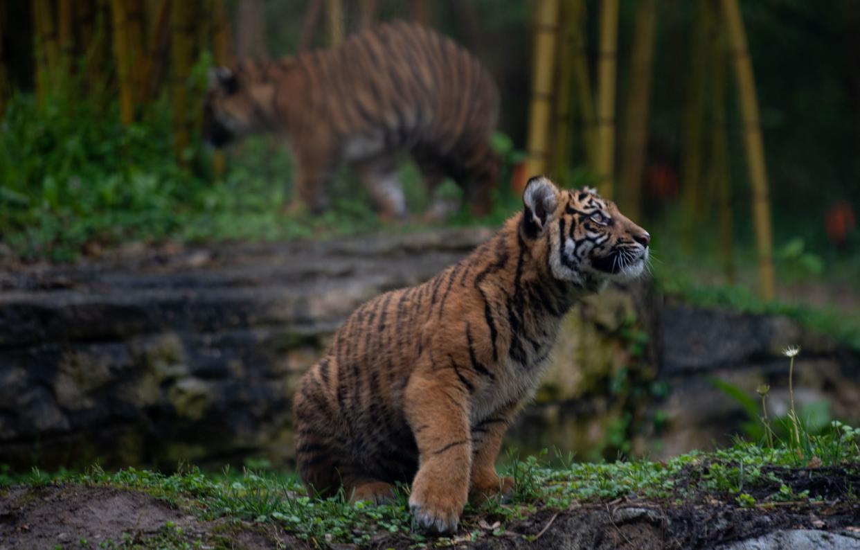 The Nashville Zoo's Sumatran tigers cubs, born Oct. 20, had several test runs to explore their exhibit before a public debut on Friday.