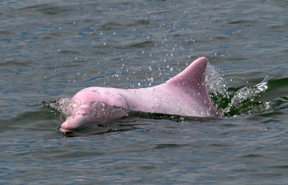 Hong Kong's iconic symbol Chinese White Dolphin, whose numbers have dwindled by over 75% in the past two decades.I DANIEL SORABJI/AFP via Getty Images