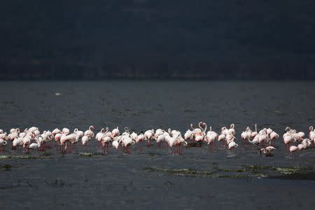 Flamingos feed on algae at Lake Nakuru National Park, Kenya, August 20, 2015. The Park is home to some of the world's most majestic wildlife including lions, rhinos, zebras and flamingos. REUTERS/Joe Penney