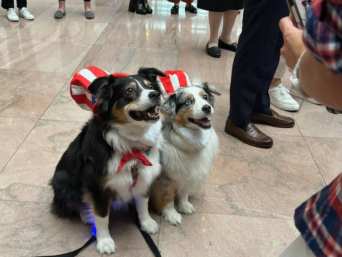 Maya, left, and Portia pose at the Bipawtisan Howl-o-ween Dog Parade on Oct. 31, 2023 at the Hart Senate Office Atrium.