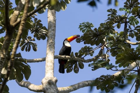 Spot toucans on a river cruise - Credit: GETTY