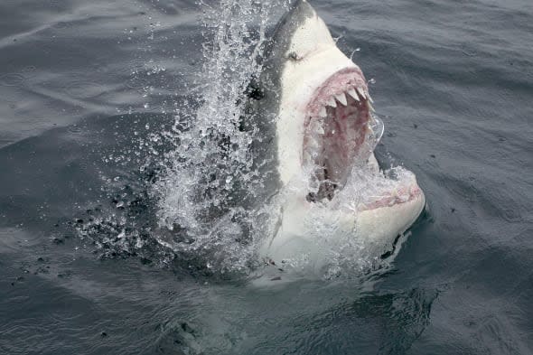 Great White Shark Emerging From the Water