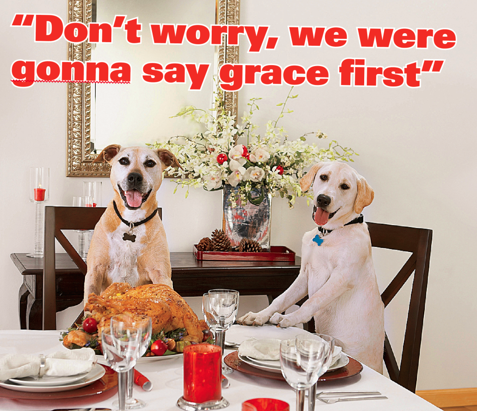 Thanksgiving jokes: Two dogs at Thanksgiving table with caption 