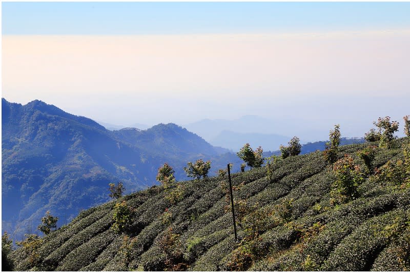 嘉義｜茶林山步道