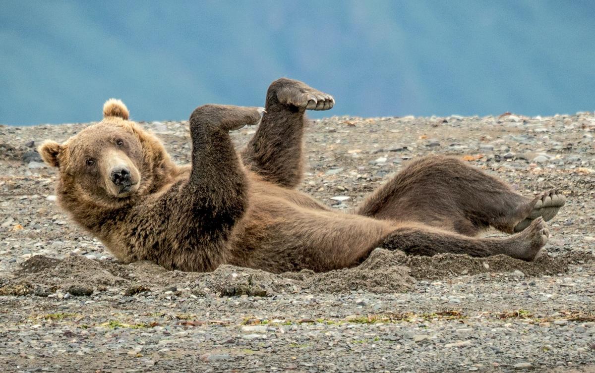 The Comedy Wildlife Photography Awards Is About More Than Just Funny Photos image