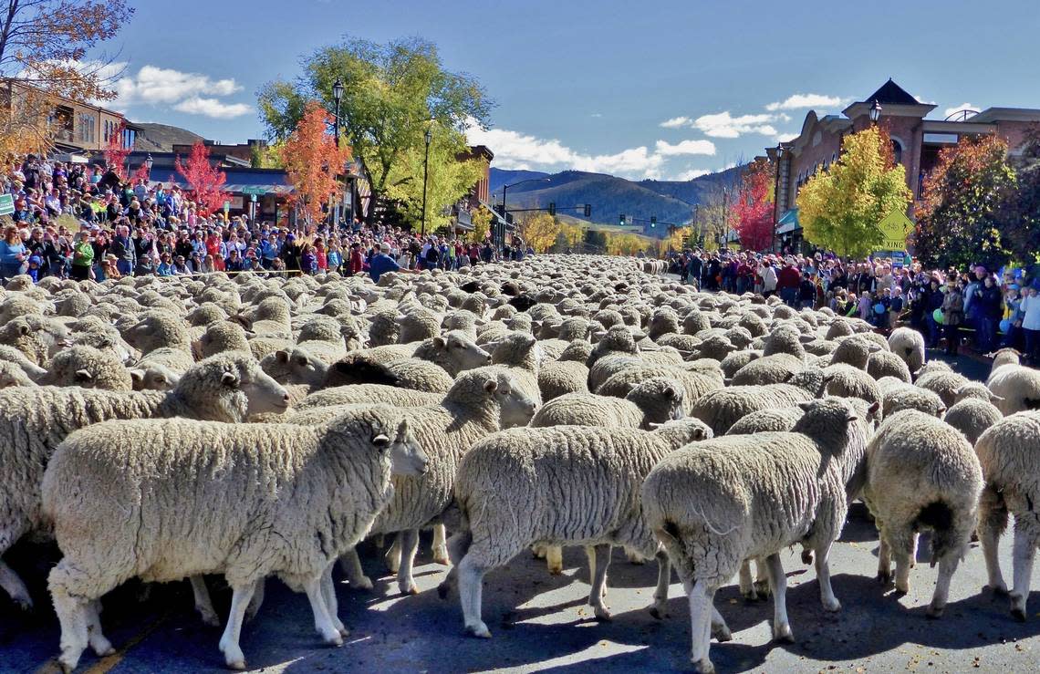 The highlight of the Trailing of the Sheep Festival (Oct. 4-8) is the Big Sheep Parade on Oct. 8 on Main Street in Ketchum.