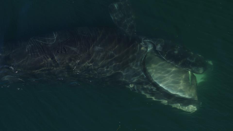 A North Atlantic right whale is seen feeding below the surface of Cape Cod Bay in a scene from the film "Last of the Right Whales." In this image, the whale is on its side, with the top of its head at the bottom of the photo frame.