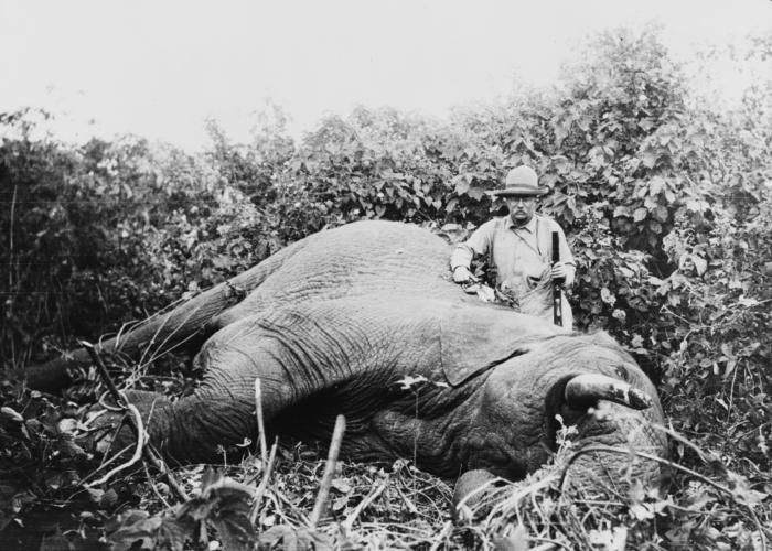 Theodore Roosevelt, with gun stands beside a dead elephant he hunted and killed during his African trip of 1910.