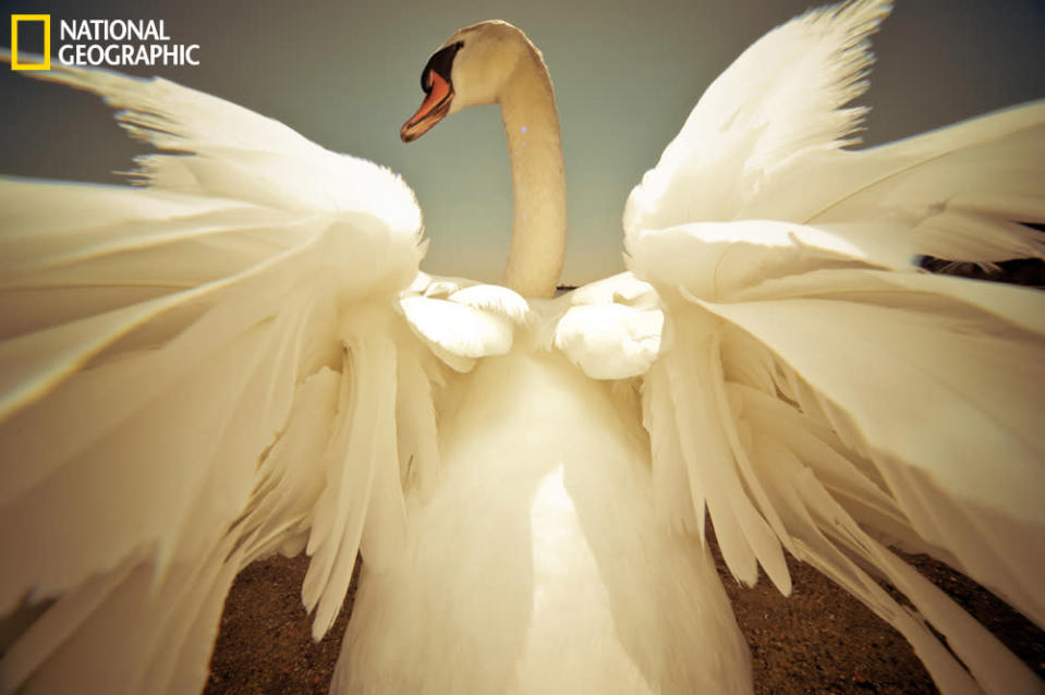 A mute swan is showing off his elegant plumage. ( Photo and caption courtesy Xuan Zhang/National Geographic Your Shot) <br> <a href="http://ngm.nationalgeographic.com/your-shot/your-shot" rel="nofollow noopener" target="_blank" data-ylk="slk:Click here to see more from National Geographic Your Shot.;elm:context_link;itc:0;sec:content-canvas" class="link ">Click here to see more from National Geographic Your Shot.</a>