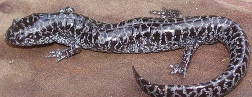 The frosted flatwoods salamander is a long and slender salamander that can reach a body length of 5.2 inches.