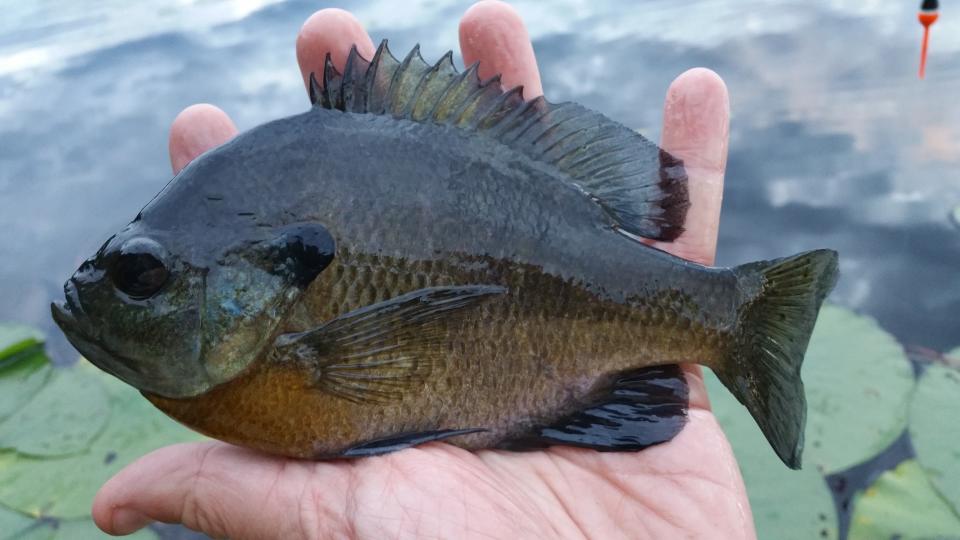 The bluegill is named for the hue of its gills.