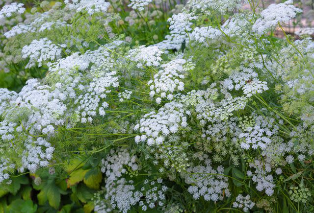 <p>The Spruce / Evgeniya Vlasova</p> Closeup of Queen Anne's lace flowers