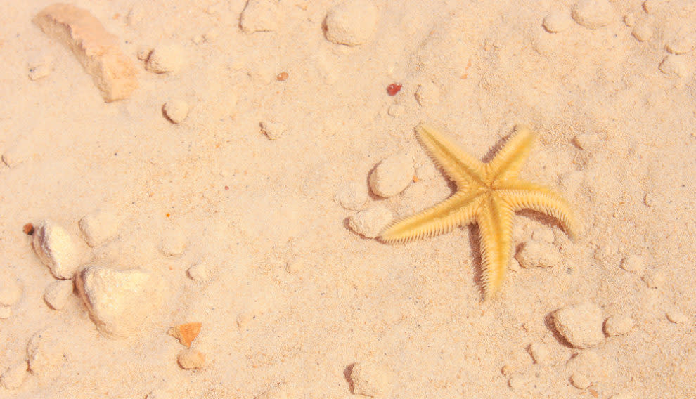The internet cannot handle this video of a starfish walking, and same