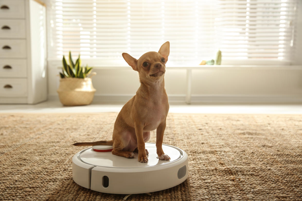 Estos son los mejores robots aspirador si tienes mascotas en casa. Foto: Getty Images. 