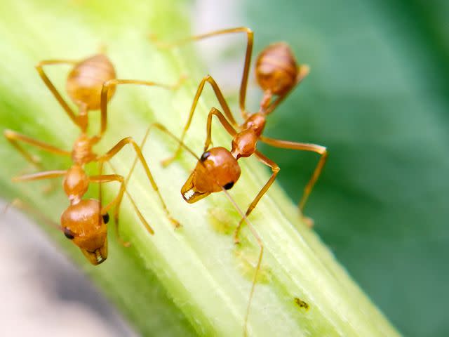 Elena Taeza / EyeEm / Getty Images Close-up of fire ants on a plant