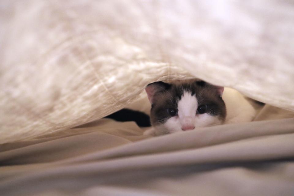 A part-Siamese cat hides under a blanket.
