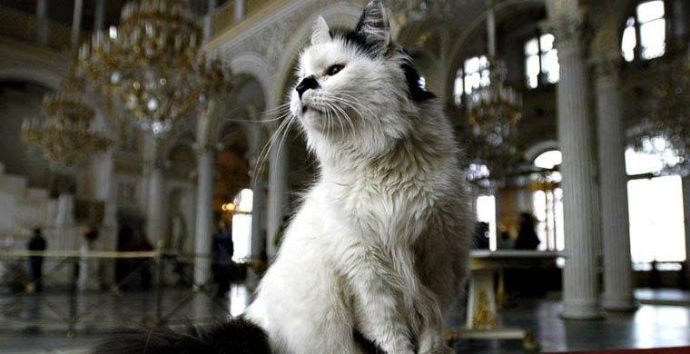 傳統1732年開始冬宮就開始養貓捉老鼠。 （圖：Mother Russia@Facebook）