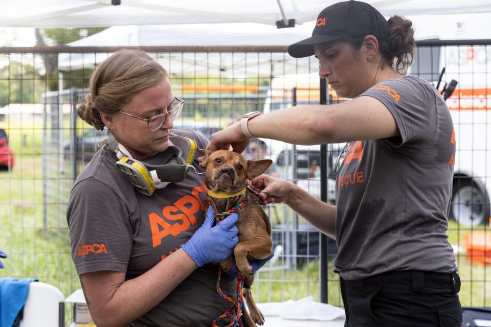 More than 50 dogs and cats “living in filthy conditions” were rescued Wednesday from a property on State Road 121 in Lake Butler, the Union County Sheriff’s Office said. UCSO and the Union County Animal Control requested the ASPCA’s assistance with rescuing the animals, which included newborn kittens.