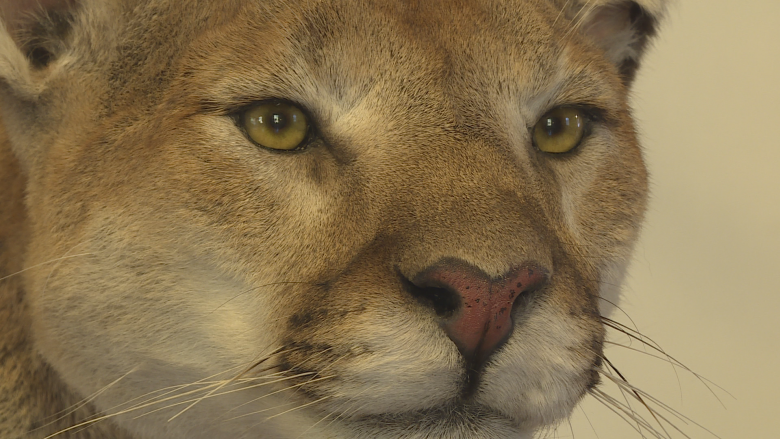 Possible cougar DNA samples collected since 2003 to finally be tested