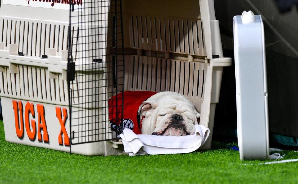 Georgia mascot UGA X gets a little rest as the Dawgs cruised to 42-20 win over the Florida Gators last October.