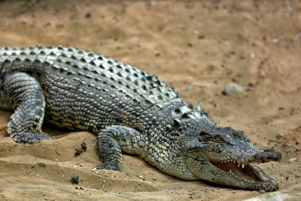 In this Tuesday, April 22, 2014 photo, a crocodile opens its mouth at a breeding farm on the southern Persian Gulf island, Qeshm in Iran. Crocodile farming isn’t the most obvious business opportunity in Iran. The wide-jawed reptiles aren’t native to the country, their meat can’t legally be served at home and they don’t have the friendliest reputation. (AP Photo/Ebrahim Noroozi)