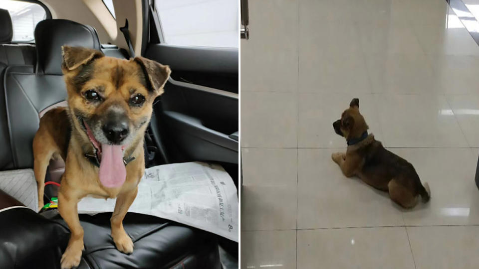 Pictured is Xiao Bao, who waiting at a hospital for three months after his owner died of the coronavirus in Wuhan China