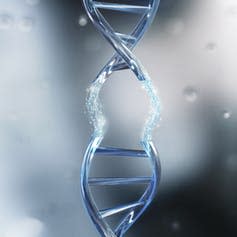 <span class="caption">In 16p11.2, part of the DNA on chromosome 16 is missing or repeated.</span> <span class="attribution"><a class="link " href="https://www.shutterstock.com/image-illustration/dna-helix-break-replace-concept-genetic-1036880737?src=oNSVr-ZEMYsA5vMJnhgcvw-1-32" rel="nofollow noopener" target="_blank" data-ylk="slk:Anusorn Nakdee/Shutterstock;elm:context_link;itc:0;sec:content-canvas">Anusorn Nakdee/Shutterstock</a></span>