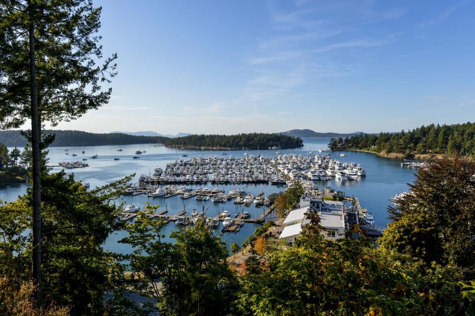 boats moored in harbor as seen from a hill with evergreens in background