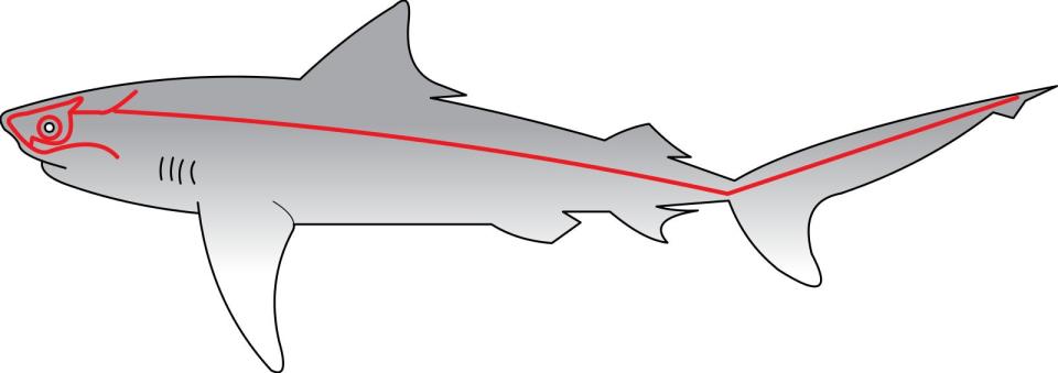 A shematic shows the placement of the lateral lines on a shark. These run around the eyes and face of the shark, down the body, an up the tail.