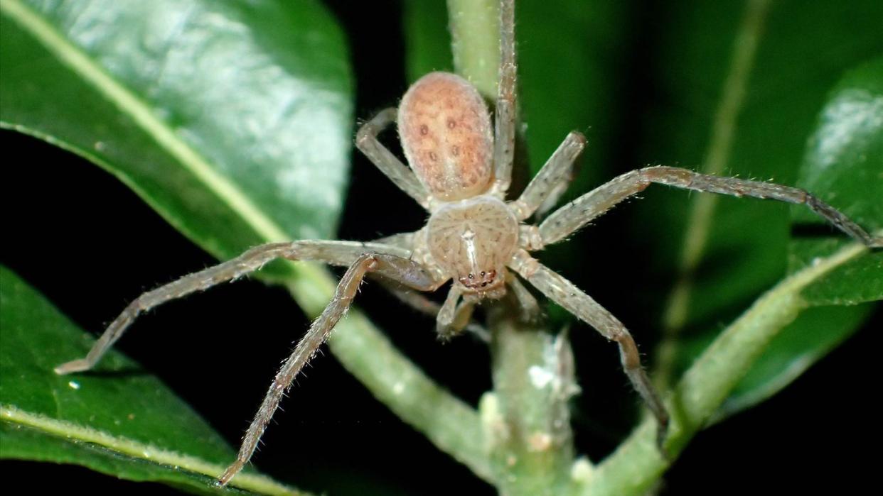 Eine Spinne der neu entdeckten Gattung Thunberga gehört.