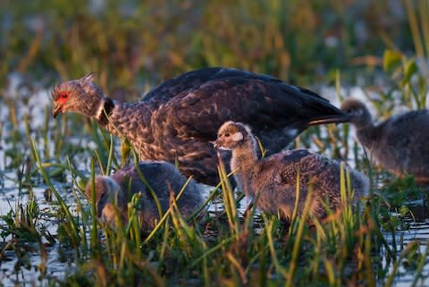 Iberá rivals Brazil’s Pantanal - Credit: GETTY