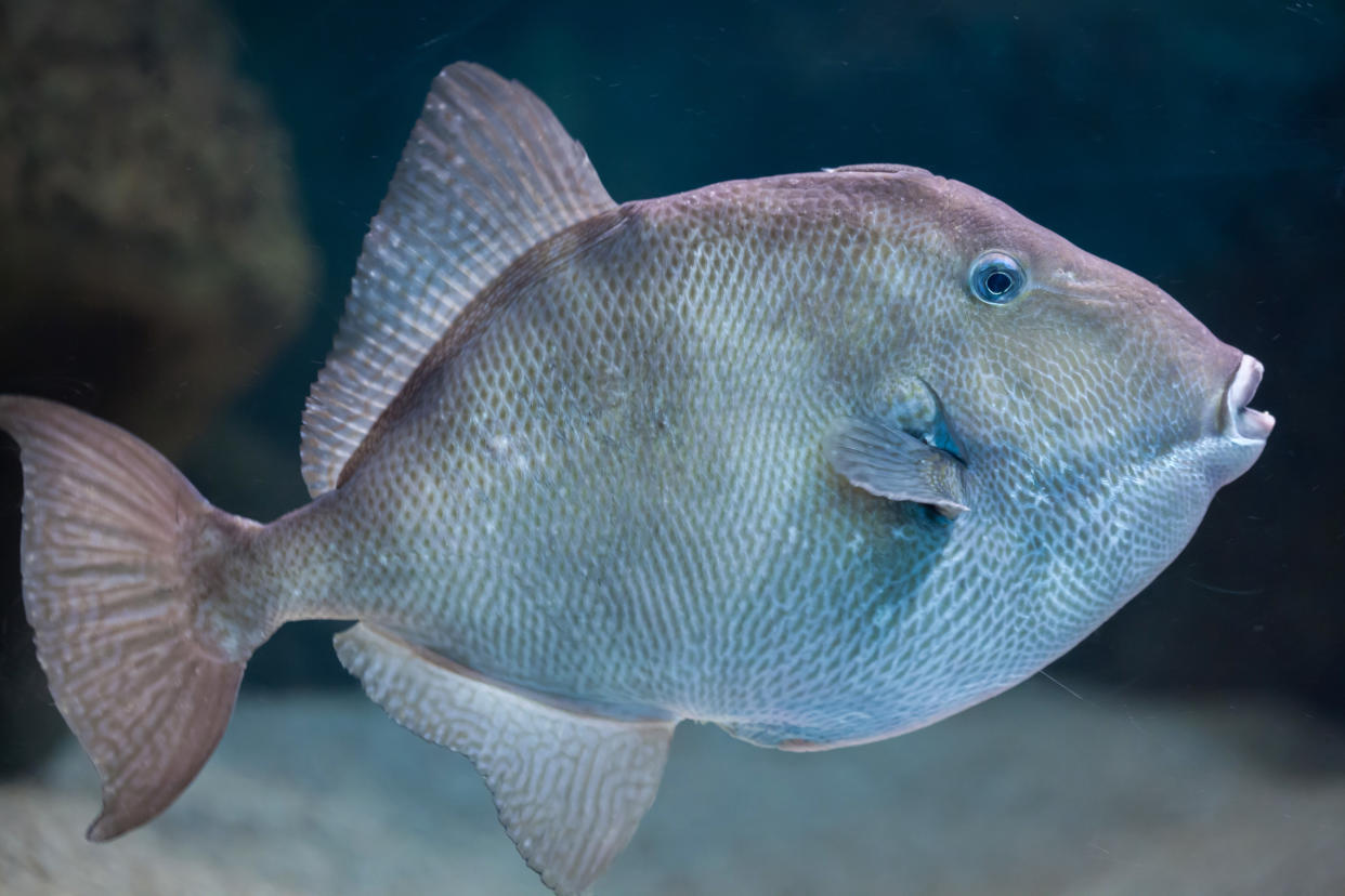 Le baliste est une espèce de poisson qui est munie de 22 dents affûtées.