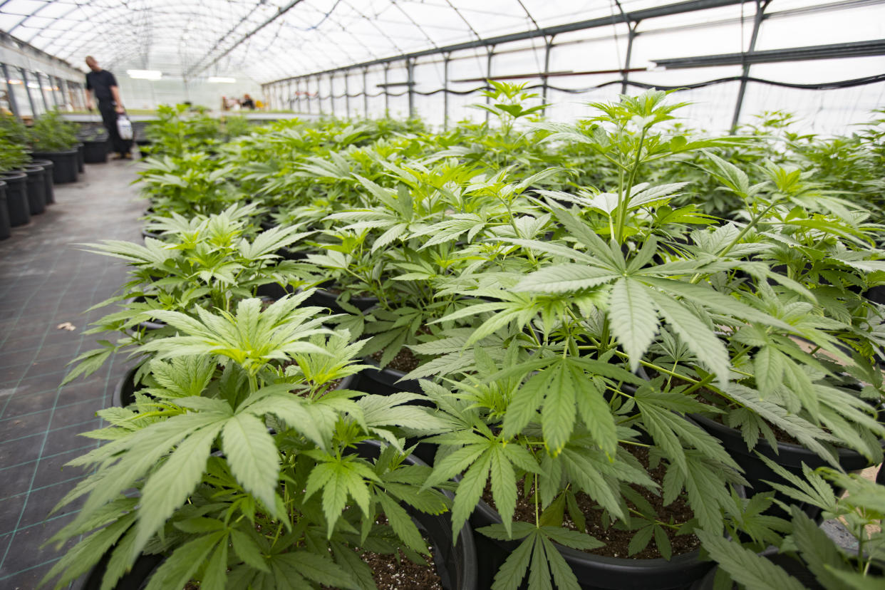 Cannabis Greenhouse Farm With Plants.