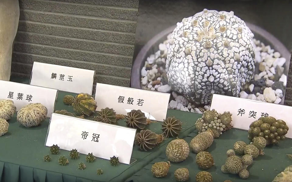 In this image made from video provided by TVB, endangered plants seized by the Hong Kong Customs at an anti-smuggling operation, are displayed at the news conference in Hong Kong, Thursday, Oct. 7, 2021. Hong Kong authorities on Thursday said they have made their largest bust of a smuggling case, seizing goods including endangered species worth an estimated $26.9 million. (TVB via AP Video)