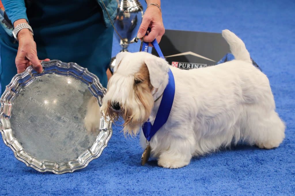 Stache at the 2023 National Dog Show.