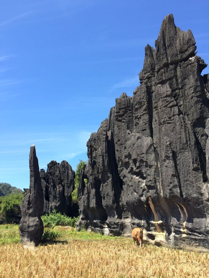 Random shaped karst stone: Rammang Rammang is the second largest karst area in the world, after the one in Yunnan, China.