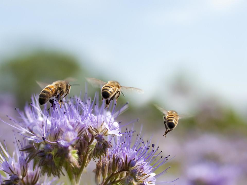 'Without [bees], we would have no apples, tomatoes, strawberries, peppers, cherries, chocolate, coffee, and much much more' warned Dave Goulson, professor of biology at the University of Sussex: Getty