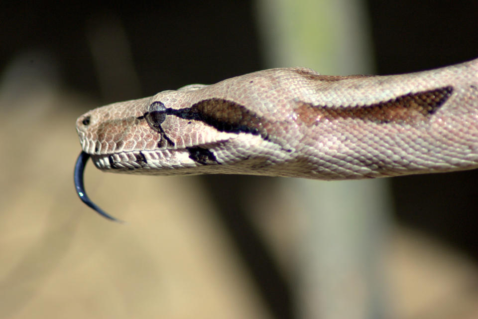 A boa constrictor is not one of the animals you want to find in your car (Iconic Image: Getty Images)